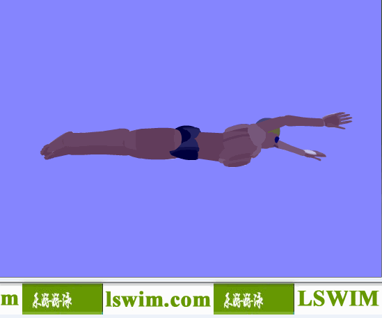 克罗克3D蝶泳动作右仰视角动态解析图，蝶泳仰视图